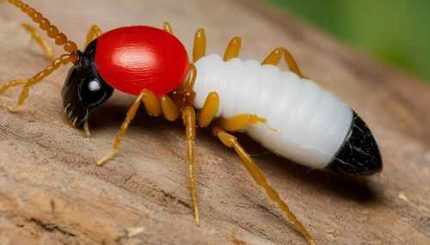 Professional Termite Fumigation Services in Karachi